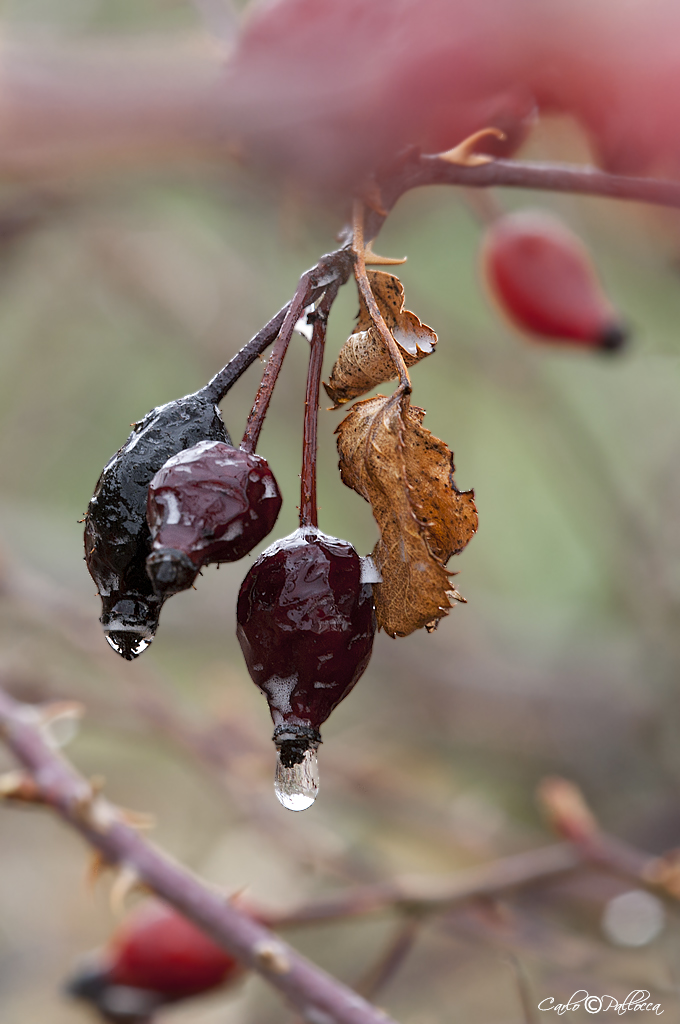 Bacche di stagione