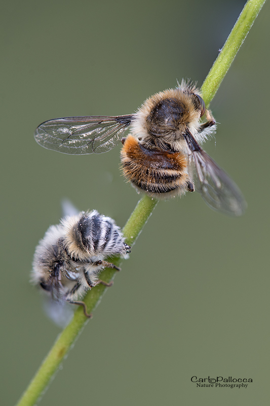 Nemestrinidae:   Fallenia sp.