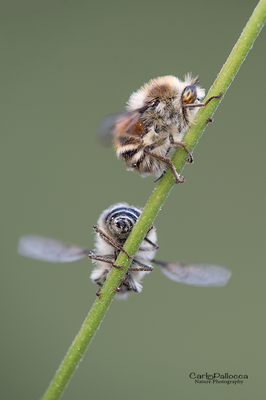 Nemestrinidae:   Fallenia sp.