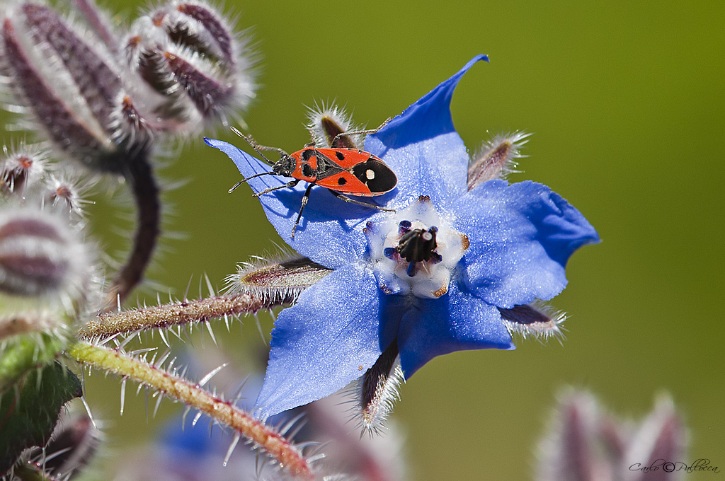 Borago con ospite