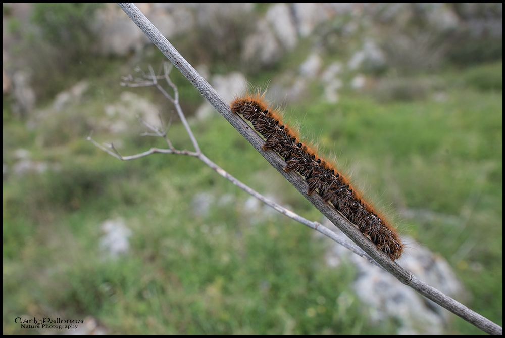 ID bruco - Lasiocampa (Lasiocampa) quercus