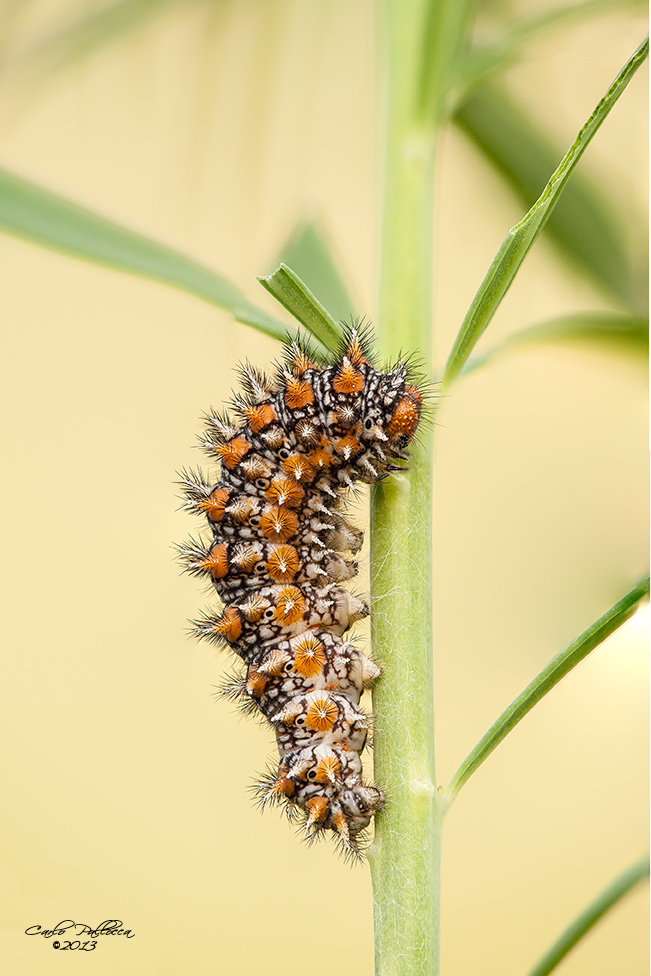 Bruco o larva di.....