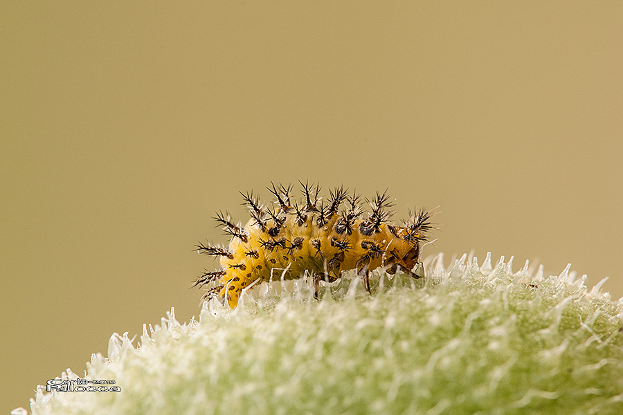 Larva di Henosepilachna elaterii