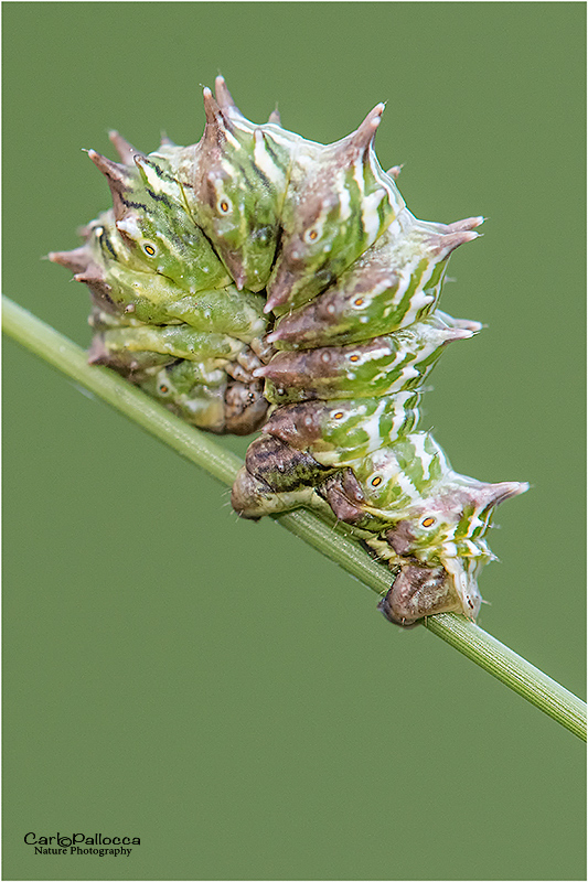 ID bruco - Apochima flabellaria