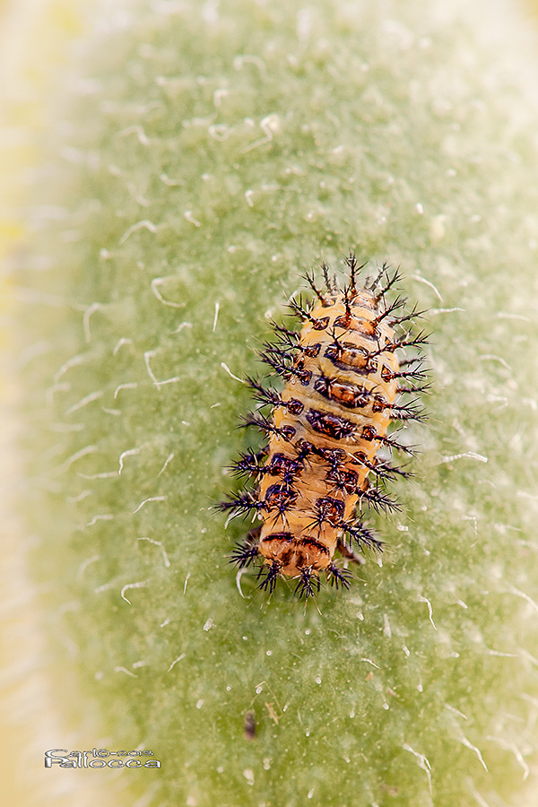 Larva di Henosepilachna elaterii