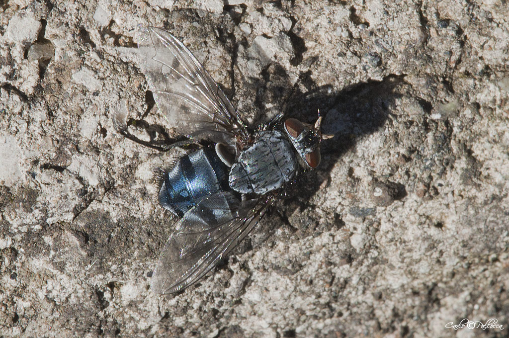 Calliphoridae Calliphora vicina?