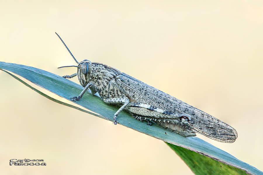 Anacridium aegyptium