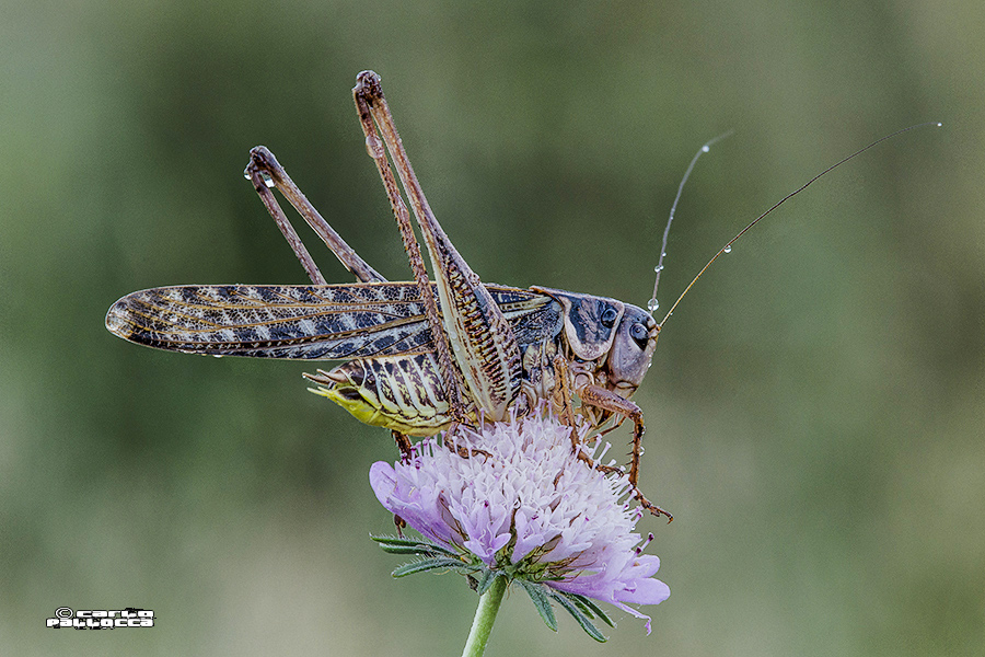 Decticus albifrons