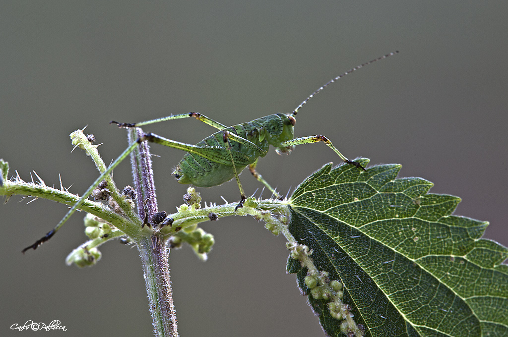 ID Cavalletta