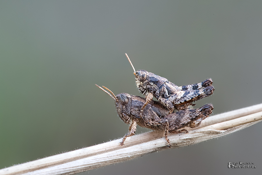 Coppia di Pezotettix giornae