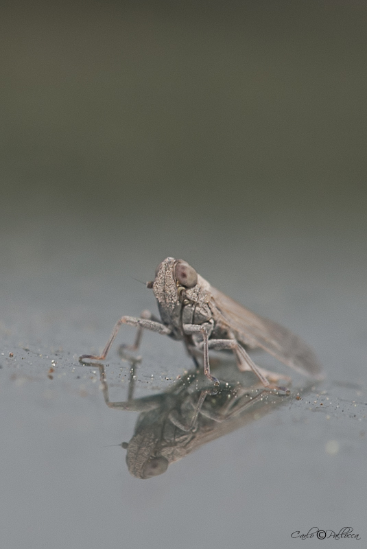 Cicadellidae? No. Cixiidae