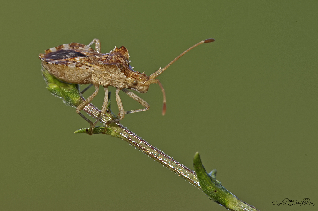 Coreidae: Centrocoris spiniger del Lazio (LT)