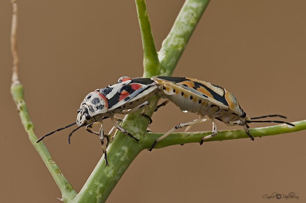 Pentatomidae: Eurydema ornata del Lazio (LT)