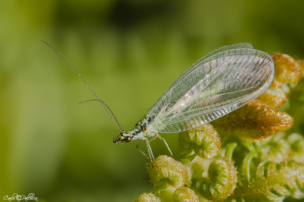 Chrysopa walkeri