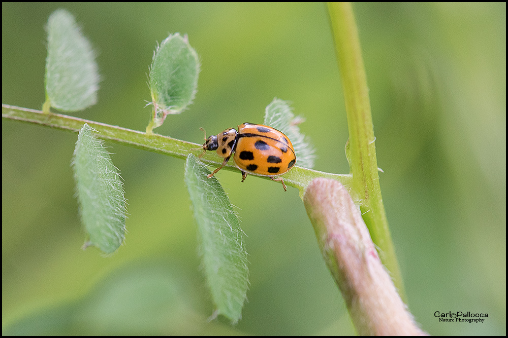 Propylea quatuordecimpunctata? S.