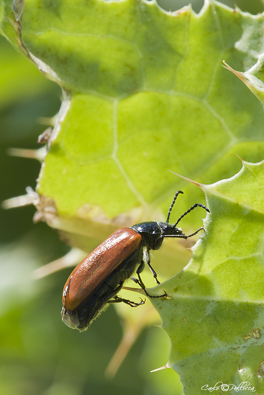 Omophlus sp. (Tenebrionidae)