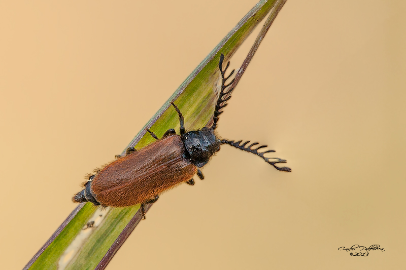 Drilus flavescens (Drilidae)