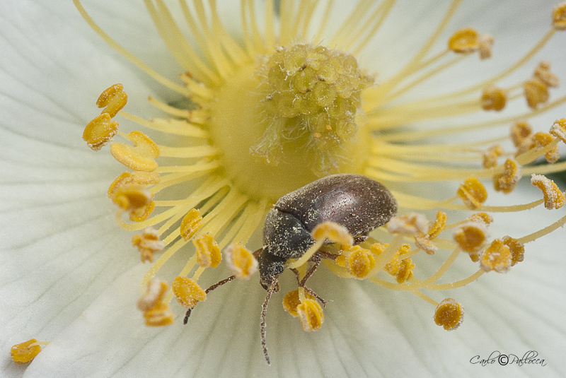 Coleottero?? Isomira sp.