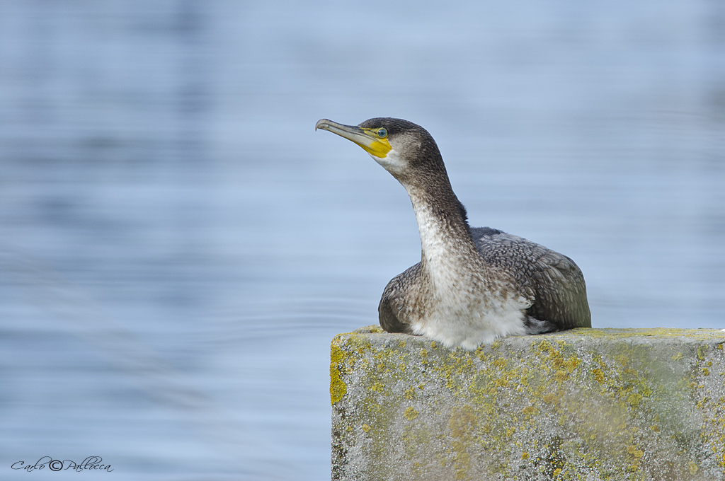 Cormorani