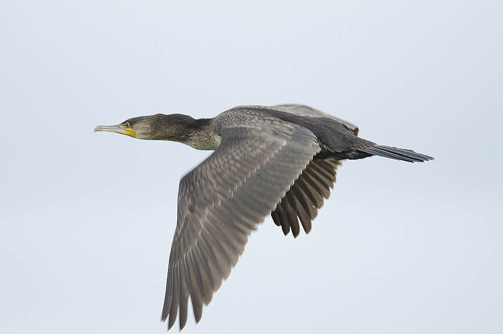 Cormorani