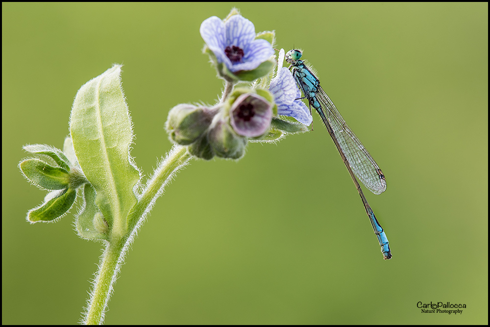 Ischnura ?  S !, Ischnura elegans, maschio