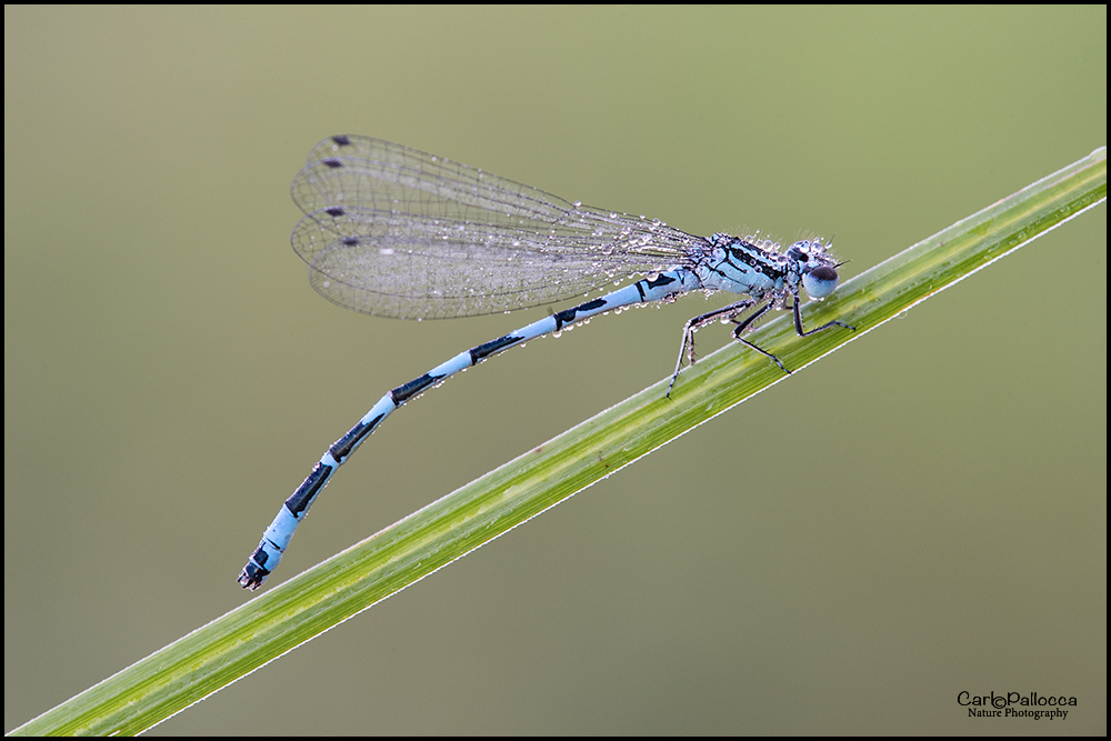 Coenagrionidae:  Coenagrion mercuriale, maschio