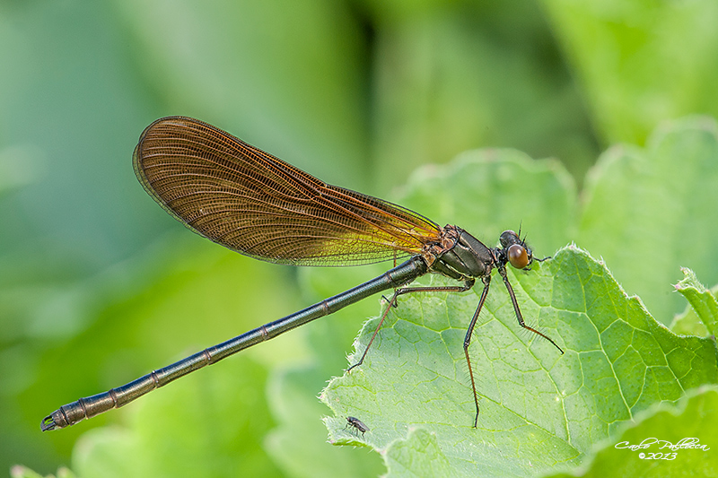 Quale damigella? Calopteryx haemorrhoidalis