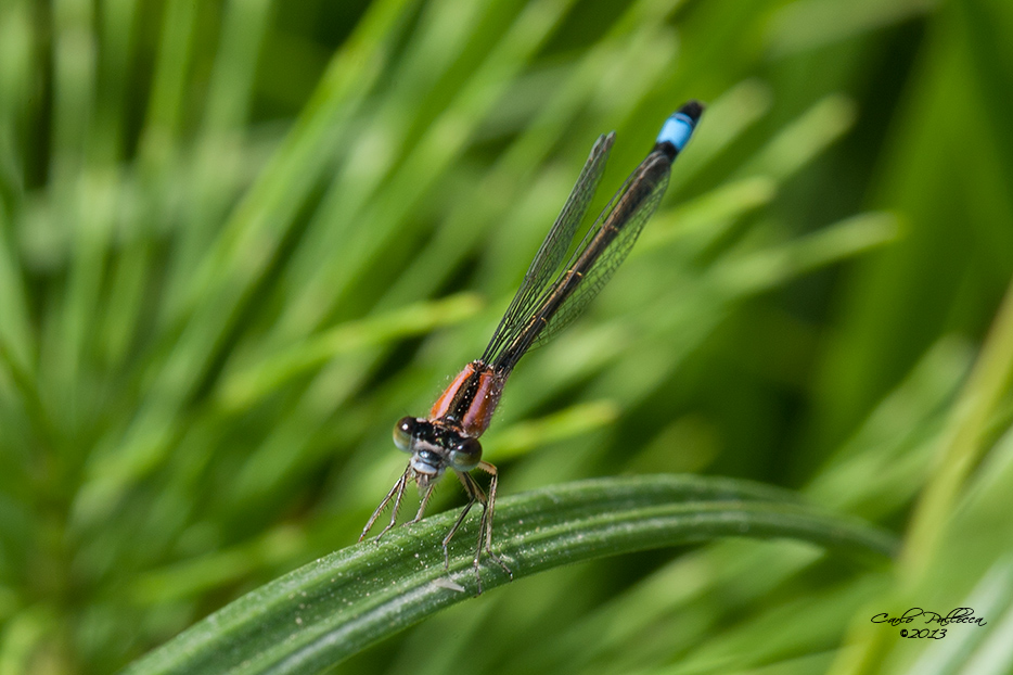 Ischnura elegans?