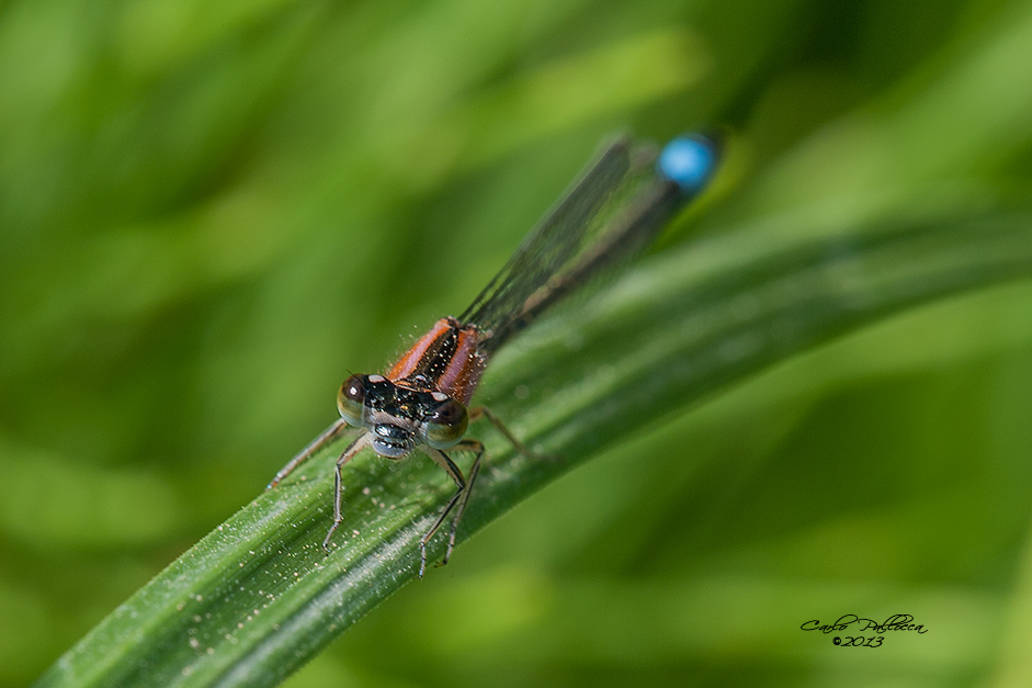 Ischnura elegans?