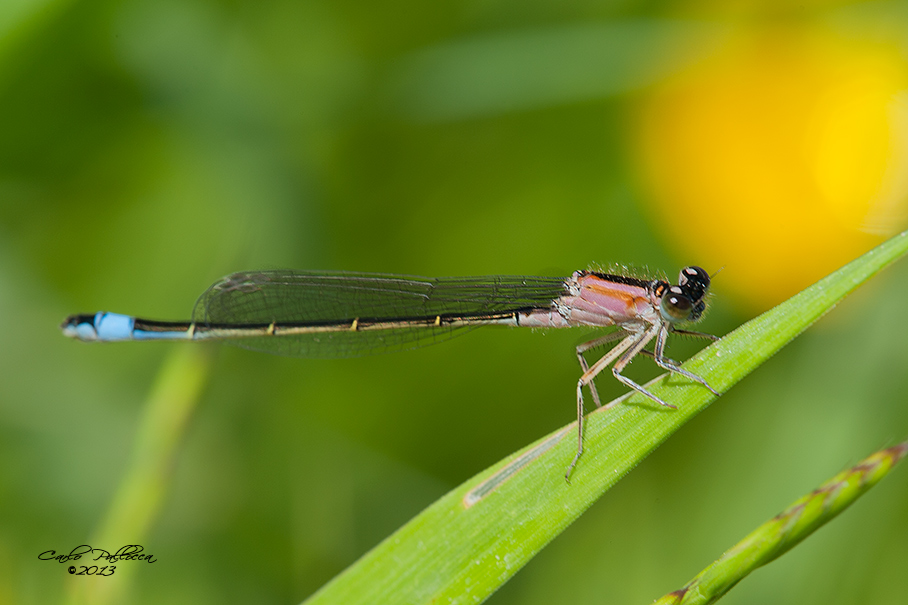 Ischnura elegans?