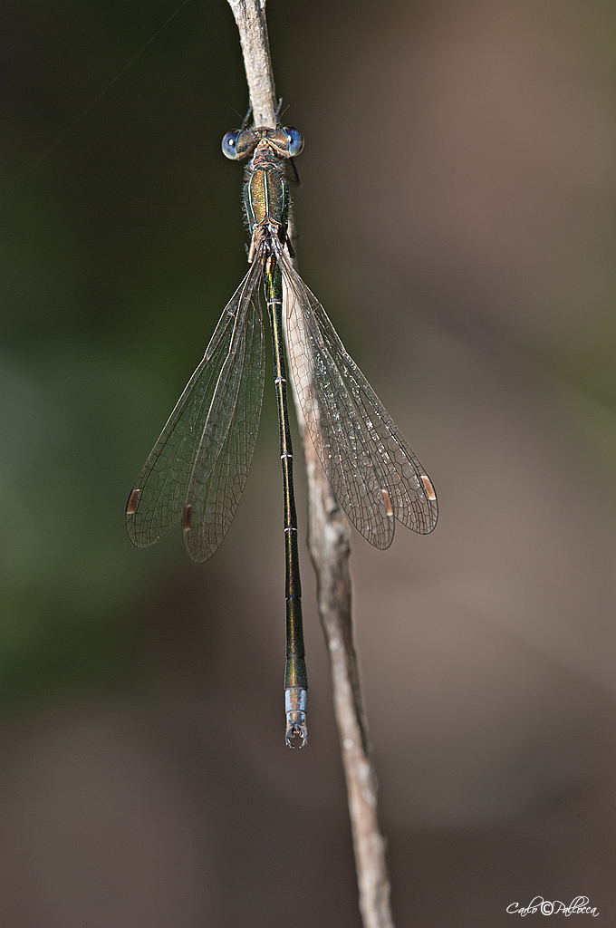 ID damigella
