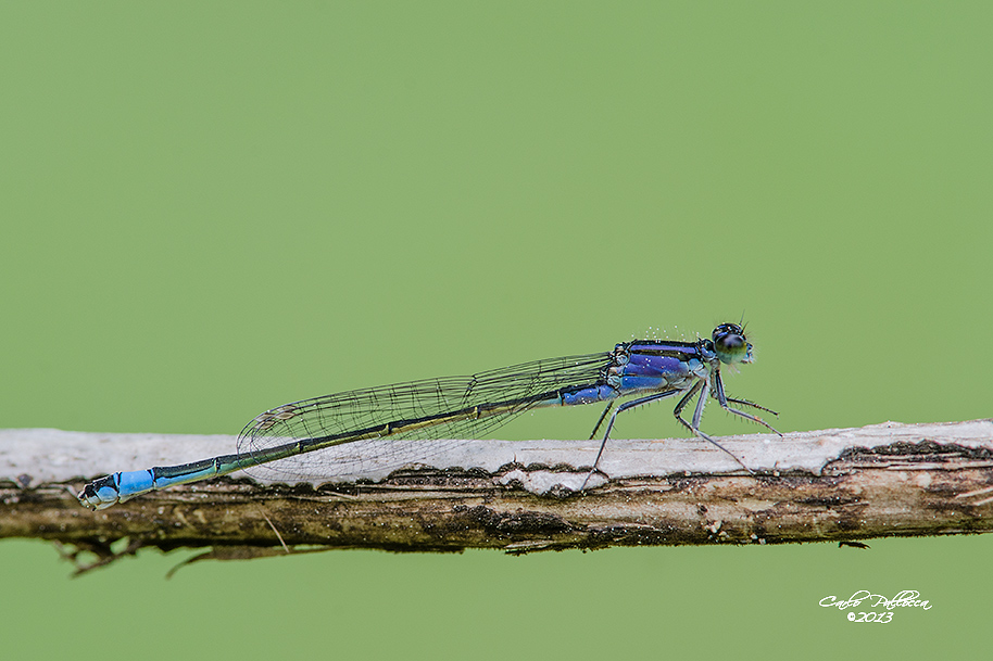 Coenagrionidae Erythromma viridulum? - Ischnura elegans