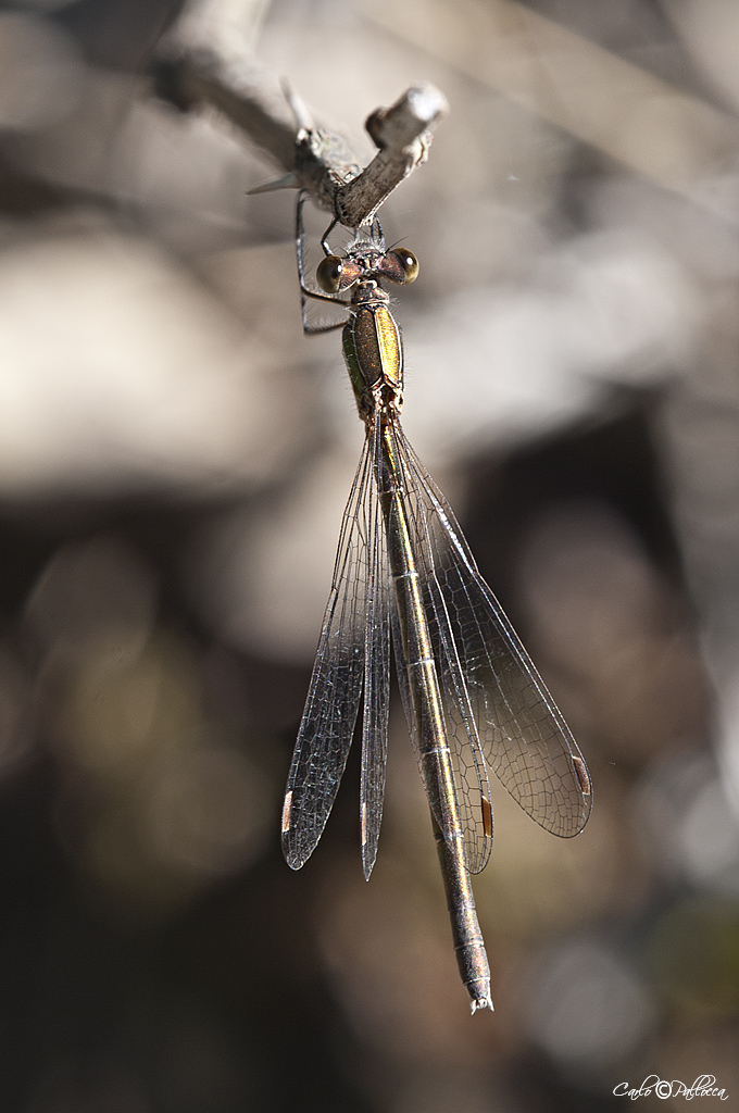 ID damigella