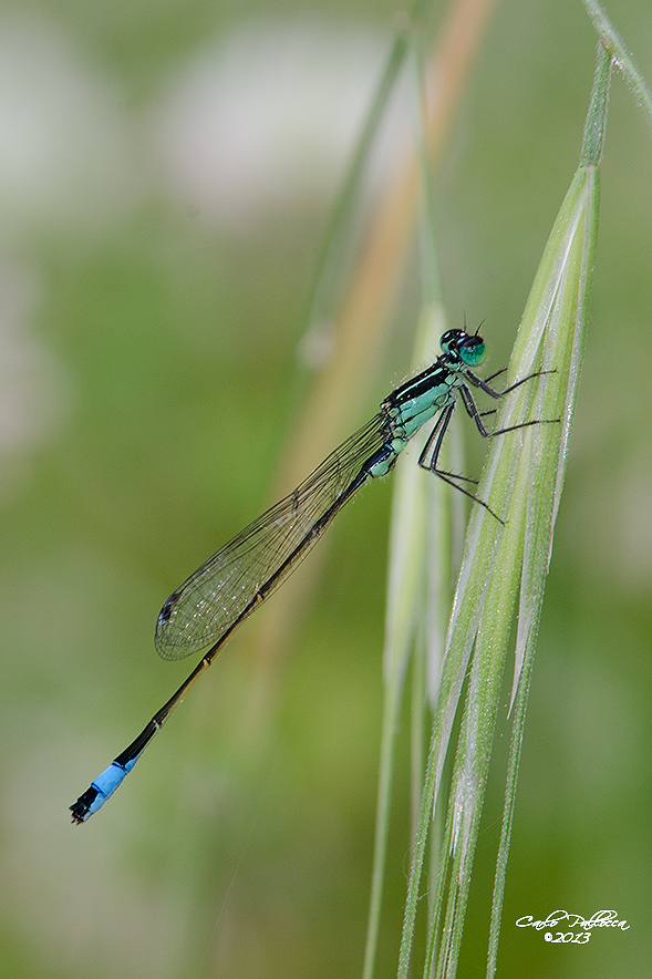 Coenagrionidae Erythromma viridulum? - Ischnura elegans