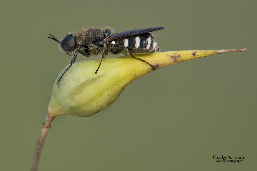 Lasiopa sp. (Stratiomyidae)