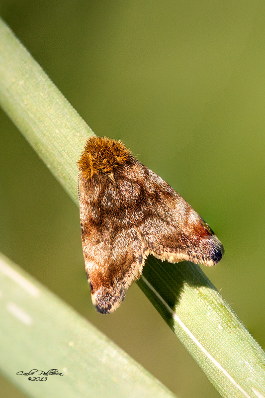 Identificazione Falena - Panemeria tenebrata