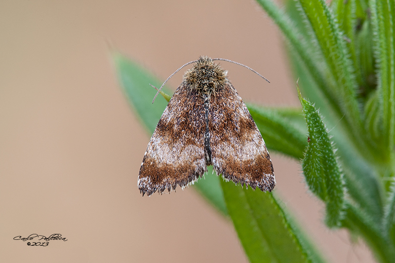 Panemeria tenebrata? - S