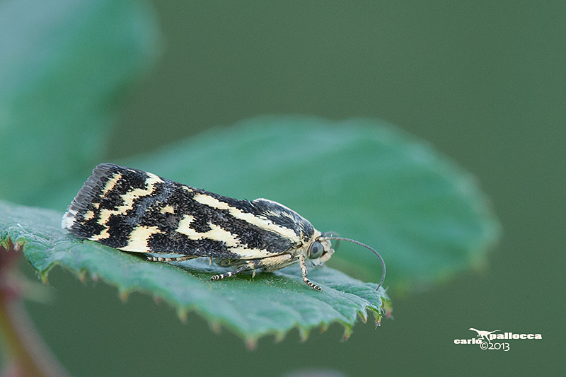 Falena ...quale specie? - Acontia (Emmelia) trabealis