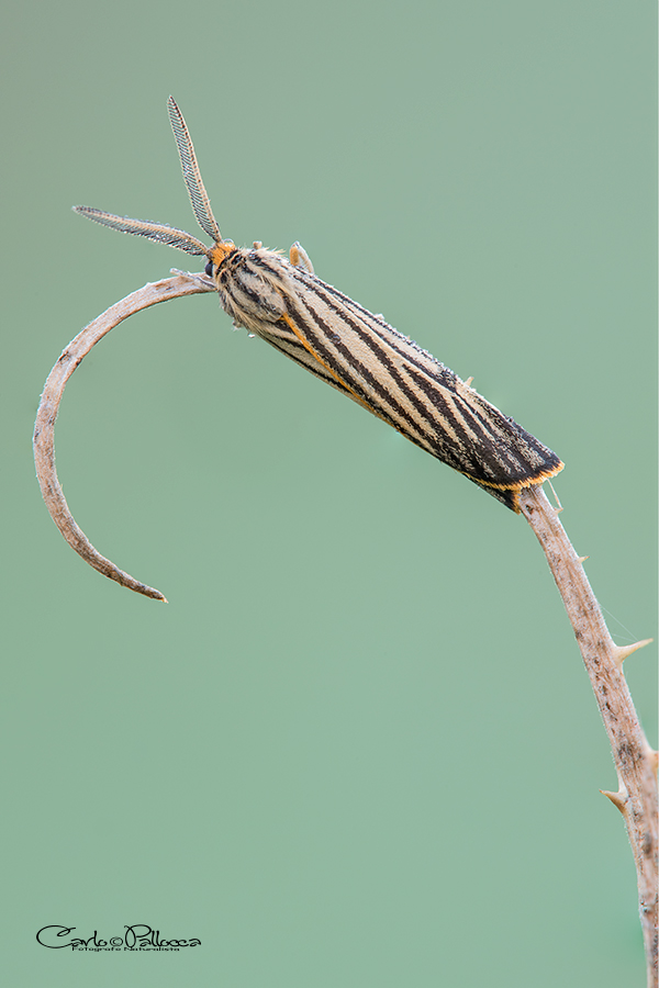 ID falena - Coscinia striata