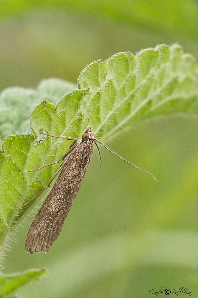 Falena Noctuidae?