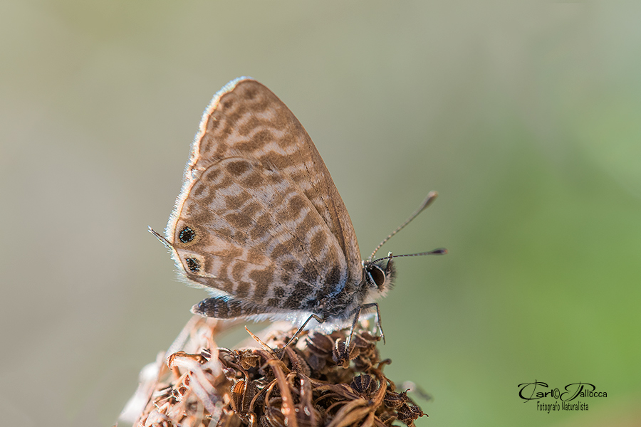 Leptotes pirithous.