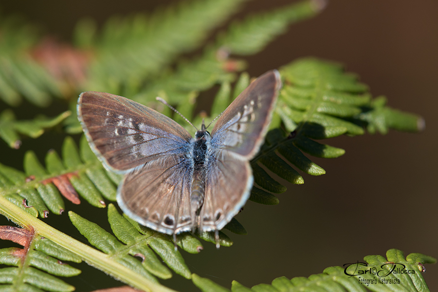 Leptotes pirithous.