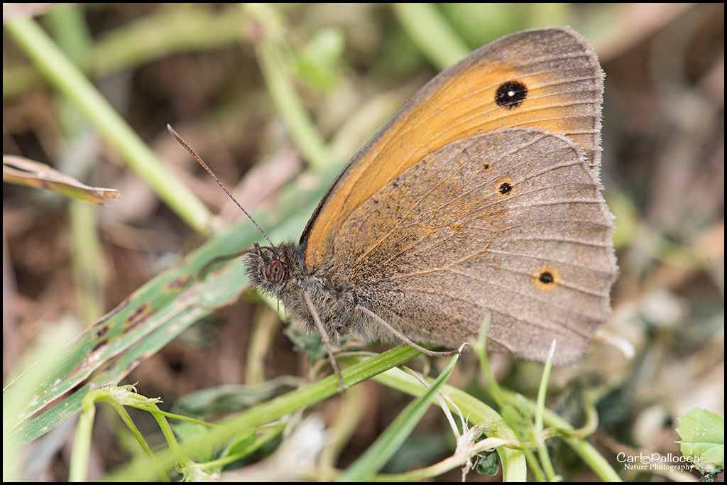 ID farfalla - Maniola jurtina, Nymphalidae