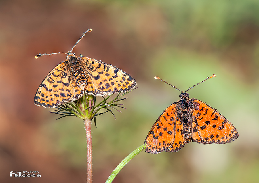 Quale specie? - Melitaea didyma