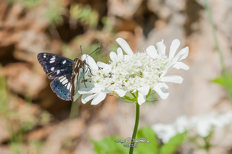 Limenitis ????