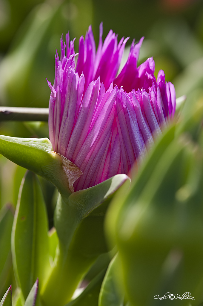 .. il colore Fucsia...