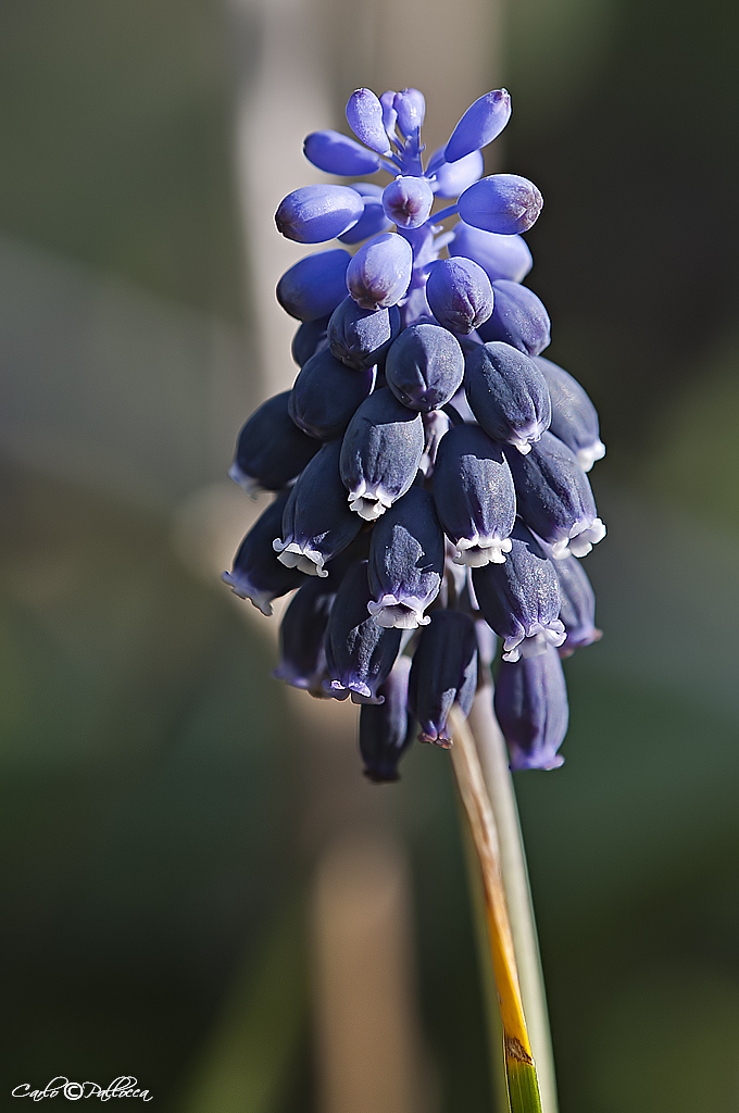 ..un p di fiori