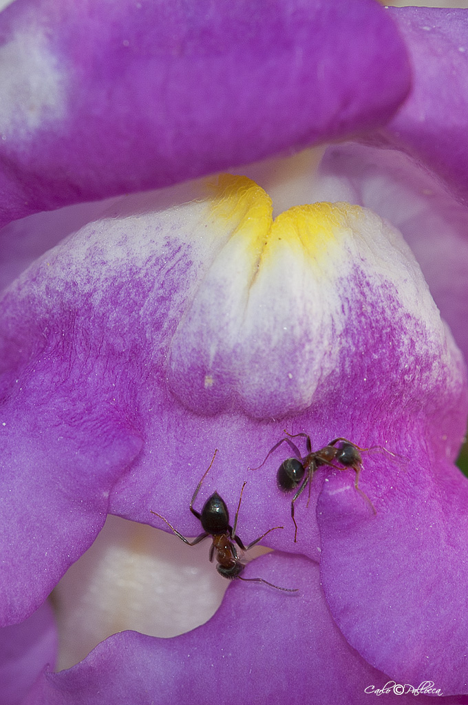 Lasius sp.