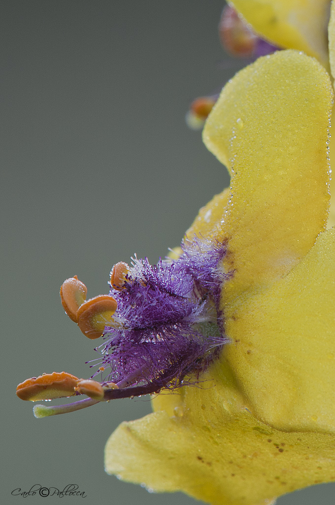 Azzurro e Giallo