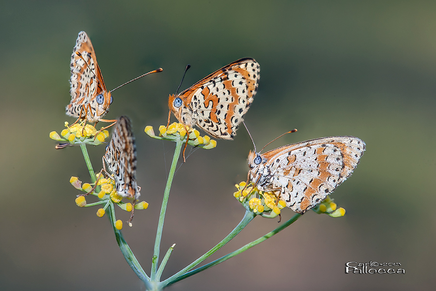 ...giocando sulla giostra...